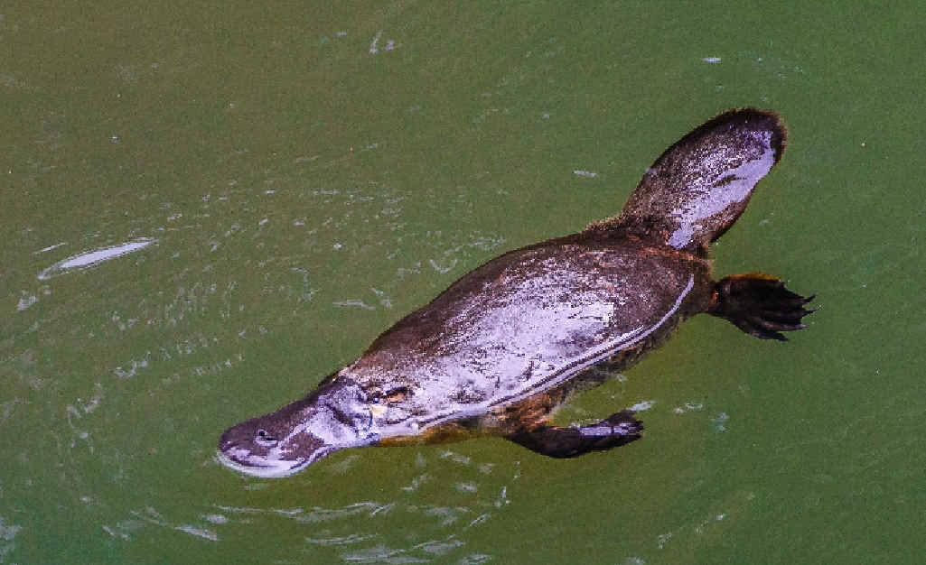 A platypus monitoring project in Ipswich will be extended after sightings through the region. A platypus monitoring project in Ipswich will be extended after sightings through the region.